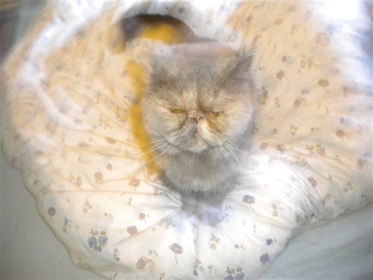 Exotic Maddie billede 6