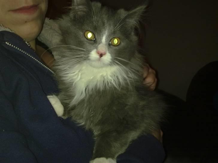 Blanding af racer Candy reseveret :) billede 1