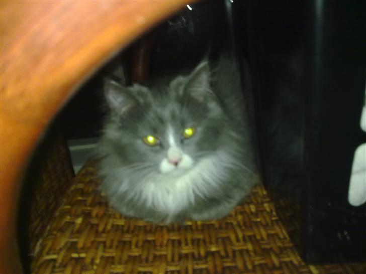 Blanding af racer Candy reseveret :) billede 2