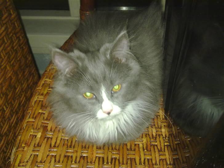 Blanding af racer Candy reseveret :) billede 3