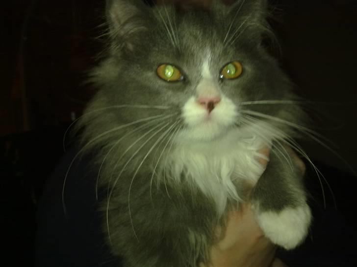 Blanding af racer Candy reseveret :) billede 4