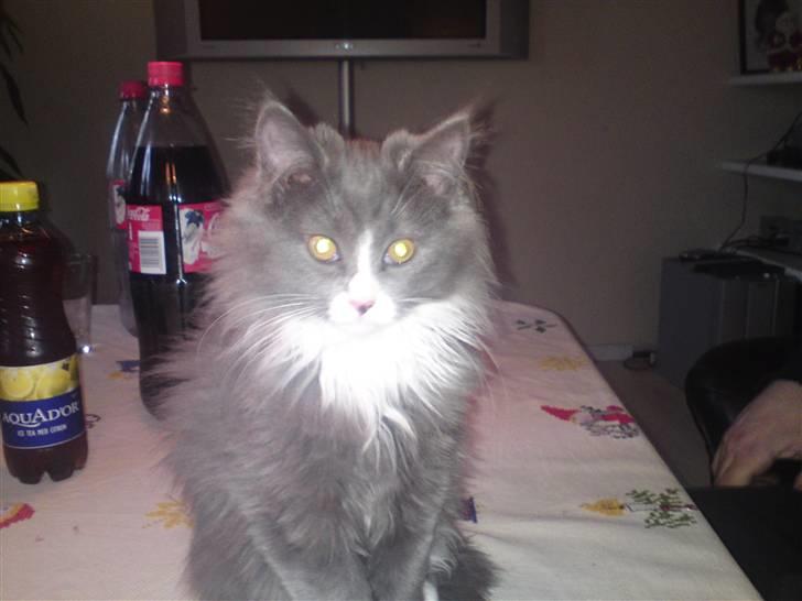 Blanding af racer Candy reseveret :) billede 5