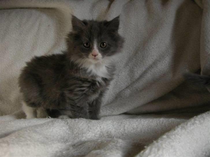 Blanding af racer Candy reseveret :) billede 6