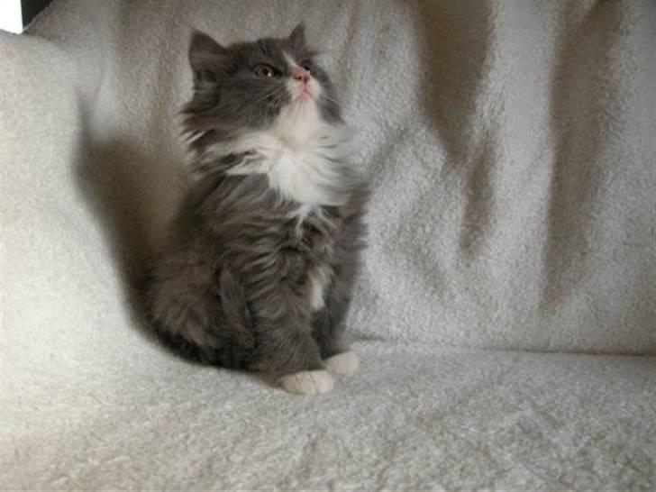 Blanding af racer Candy reseveret :) billede 7