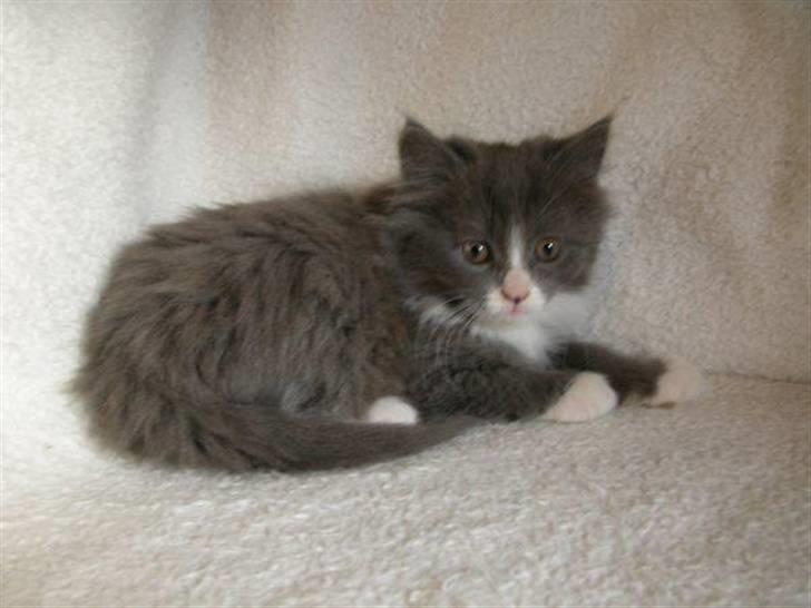 Blanding af racer Candy reseveret :) billede 8