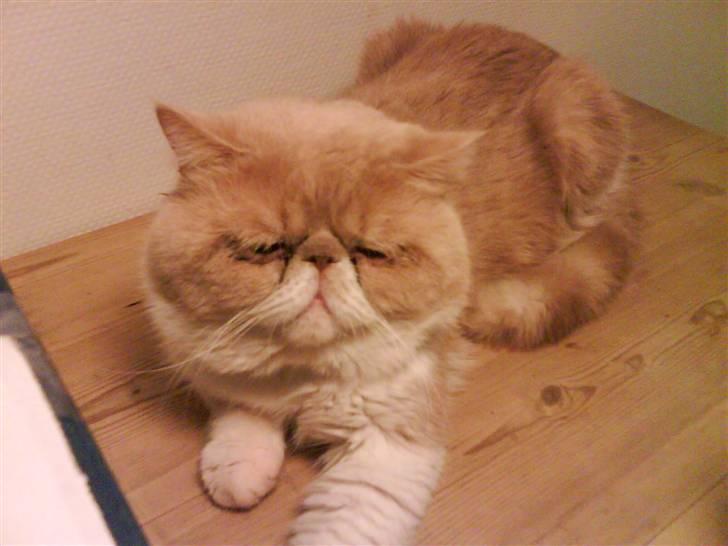 Exotic Jønke basse pedersen - selvom øjnene er lukkede ved jeg du beundre mig billede 1