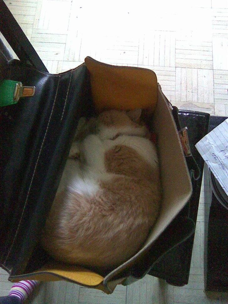 Exotic Jønke basse pedersen - gemmer mig i mors skoletaske billede 2