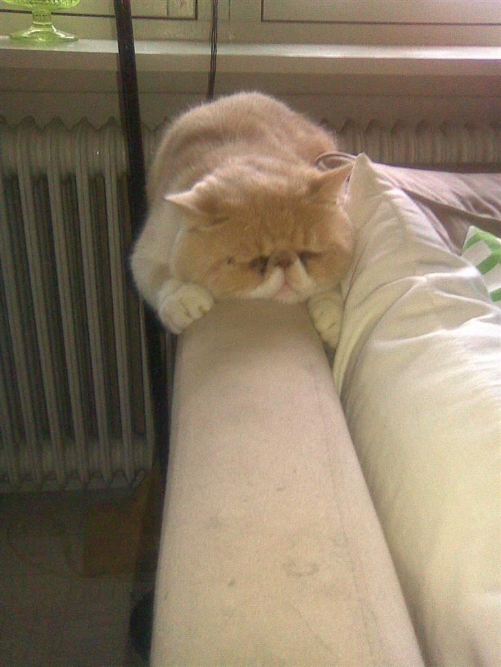 Exotic Jønke basse pedersen - jeg skal nok holde fast ...selvom jeg sover billede 3