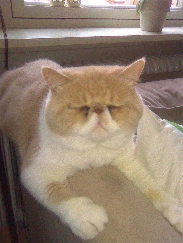 Exotic Jønke basse pedersen - sofaen er bare MIN billede 4