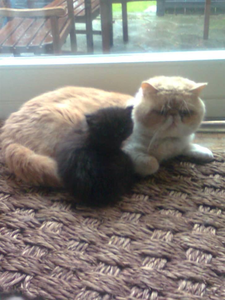 Exotic Jønke basse pedersen - Jeg er en SUPER farmand billede 5