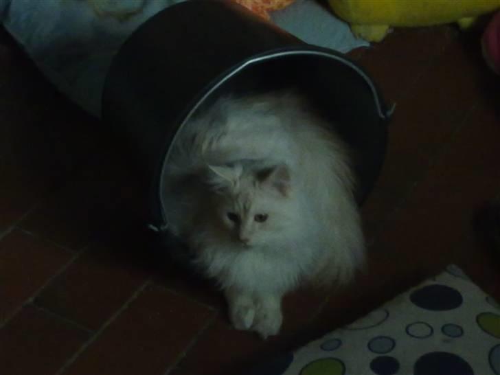 Maine Coon nexus billede 11