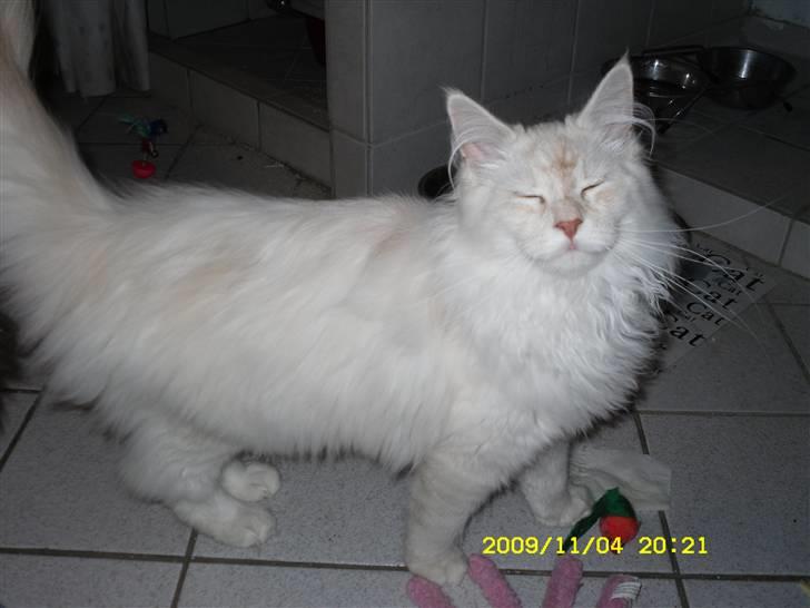 Maine Coon nexus billede 12
