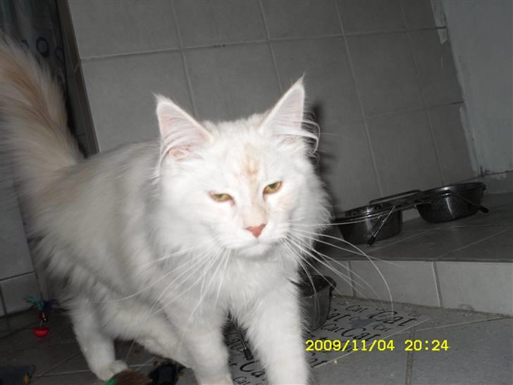 Maine Coon nexus billede 13