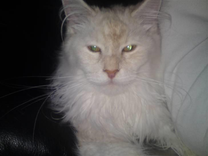 Maine Coon nexus billede 14