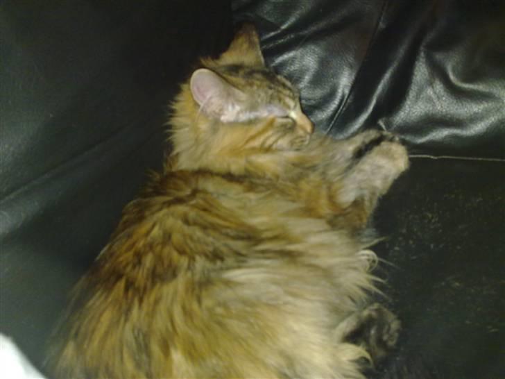 Maine Coon melody billede 9