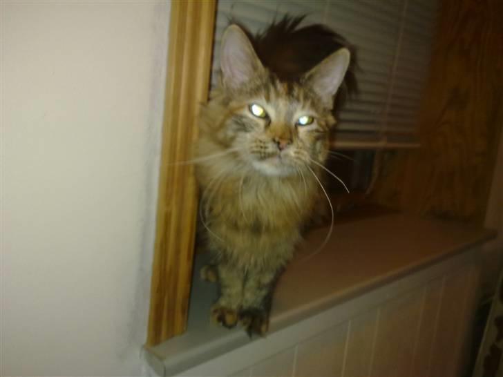 Maine Coon melody billede 10