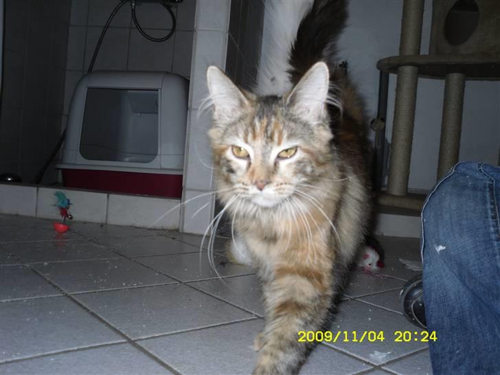 Maine Coon melody billede 11
