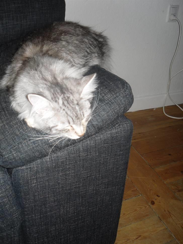 Norsk Skovkat Mira billede 8