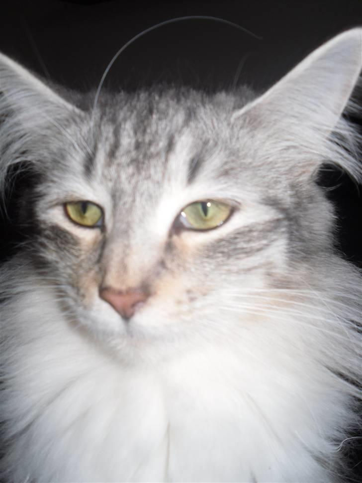 Norsk Skovkat Mira billede 10