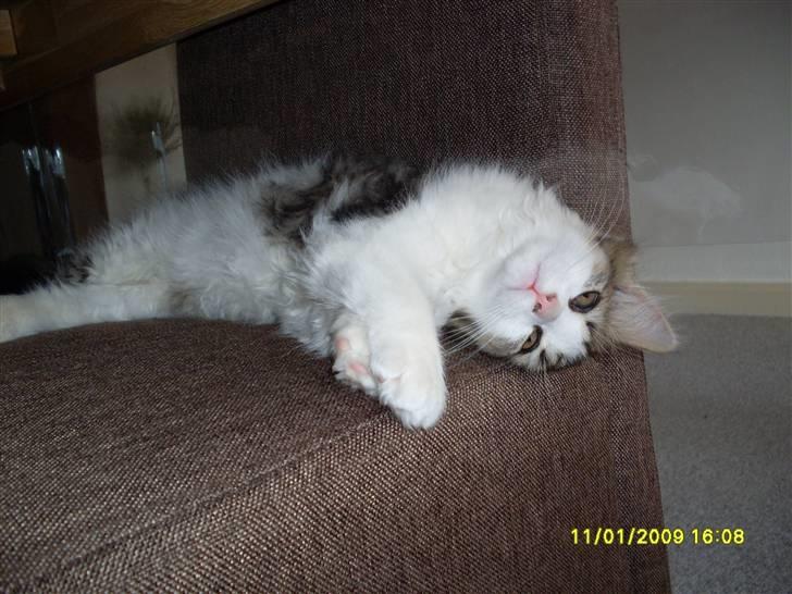 Blanding af racer Felix billede 15