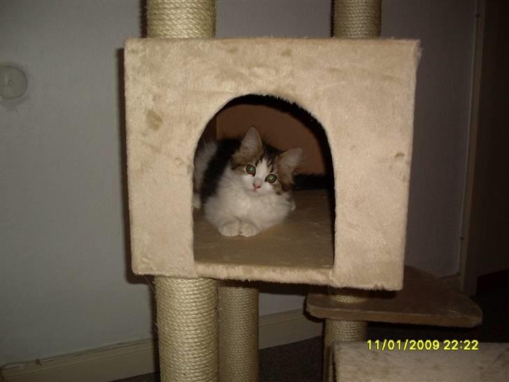 Blanding af racer Felix billede 16