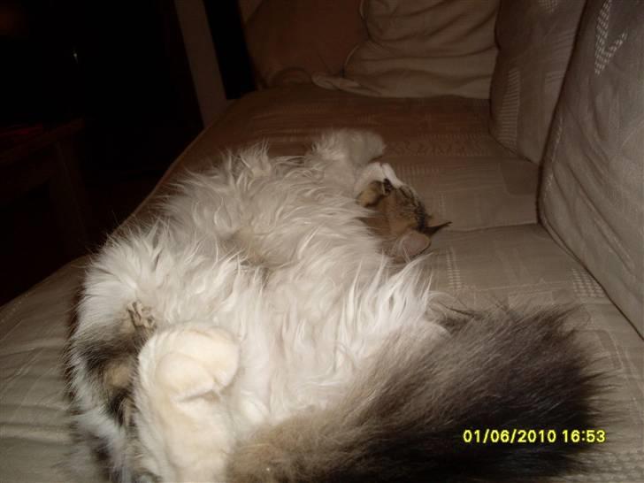 Blanding af racer Felix - Flader ud på sofaen og jeg er nu 4 mdr gammel og rigtig rigtig dejlig :) billede 17