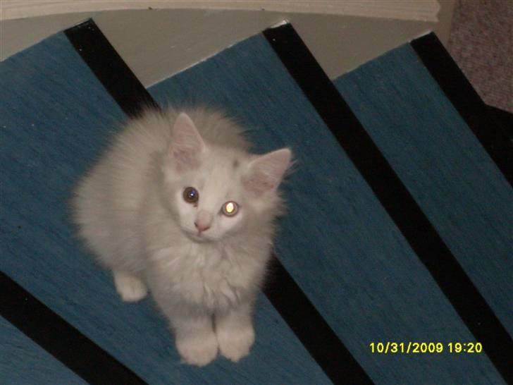 Blanding af racer Ditlev billede 15