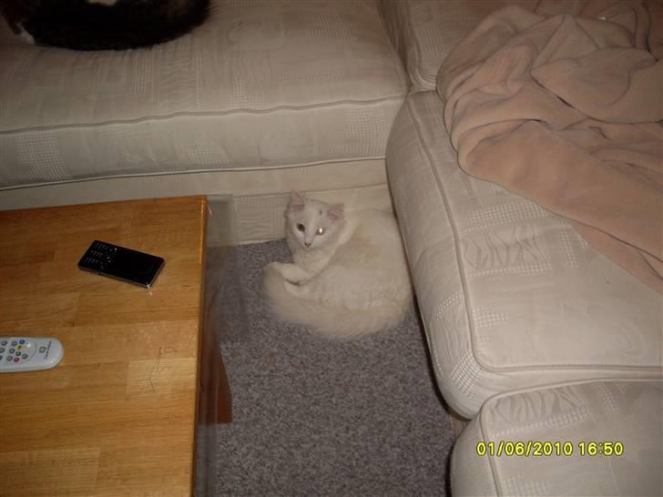 Blanding af racer Ditlev billede 16