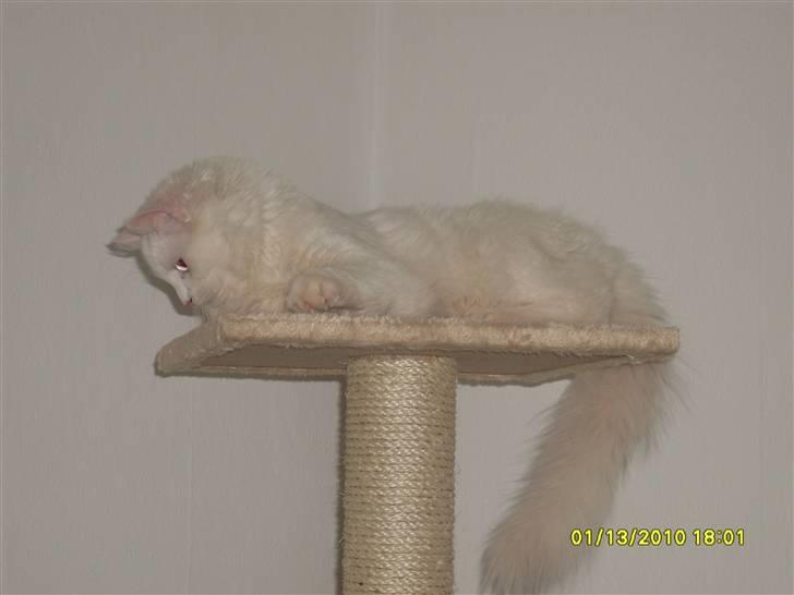 Blanding af racer Ditlev billede 17