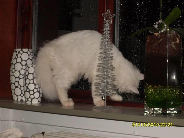 Blanding af racer Ditlev - Nøj, hvad er det der er udenfor? D.15-12-2009, da den første sne i mit liv faldte :) billede 18