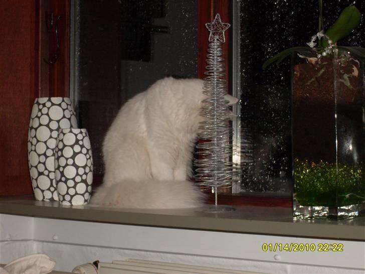 Blanding af racer Ditlev - Jeg er meget facineret af det der sne, gad vide om jeg må komme en tur på terrasen og se hvad det er? Hva siger du mor? billede 19