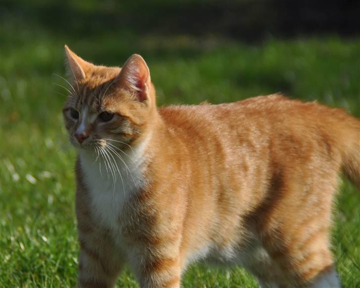 Huskat Taizan - ´ Velkommen til Taizan´s profil.. Der vil komme løbende med billeder.. billede 1
