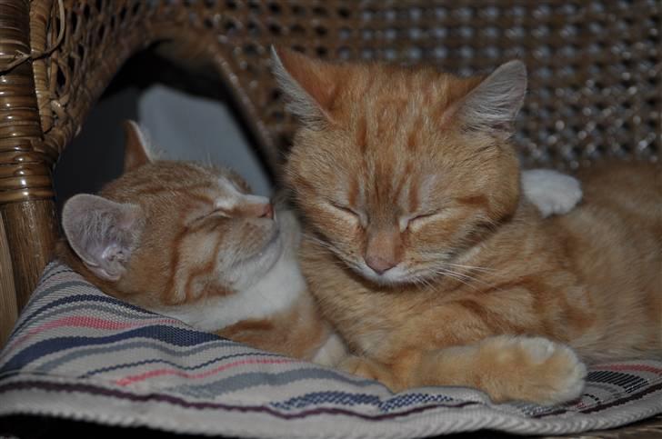 Huskat Taizan billede 2