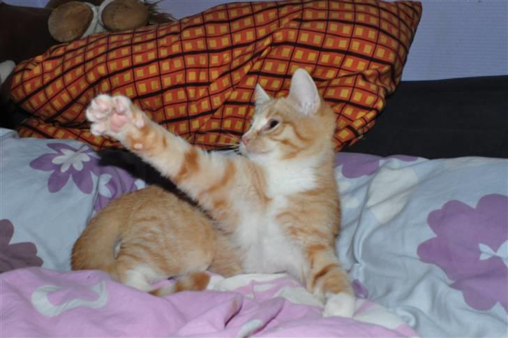 Huskat Taizan billede 3