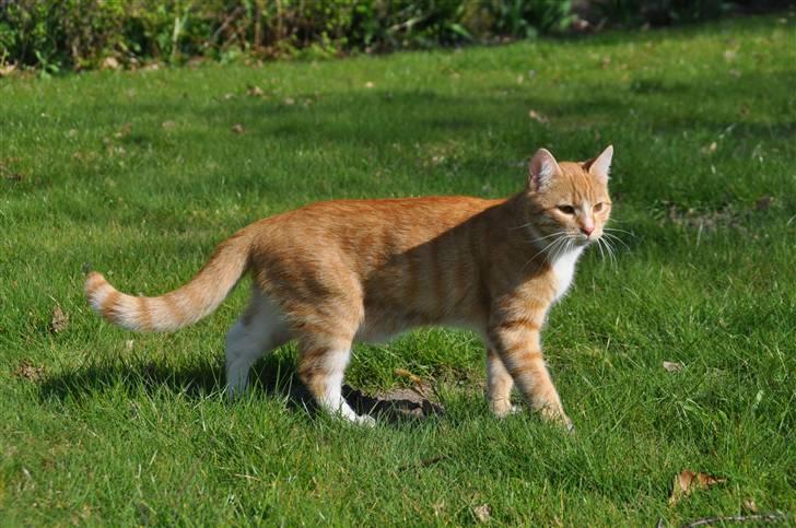 Huskat Taizan billede 4