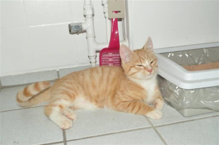 Huskat Taizan billede 5