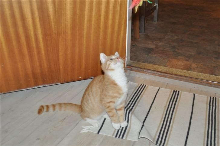 Huskat Taizan billede 6