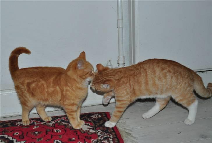 Huskat Taizan billede 7