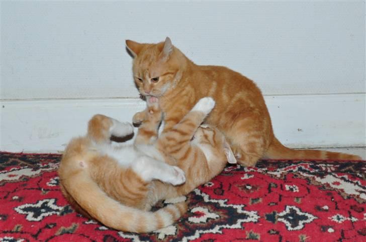 Huskat Taizan billede 8