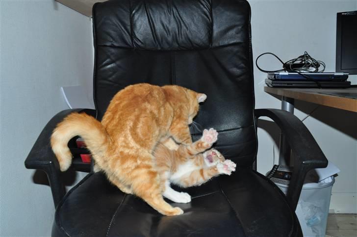 Huskat Taizan billede 9