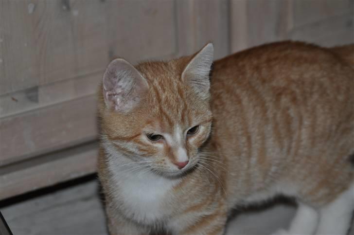 Huskat Taizan billede 10