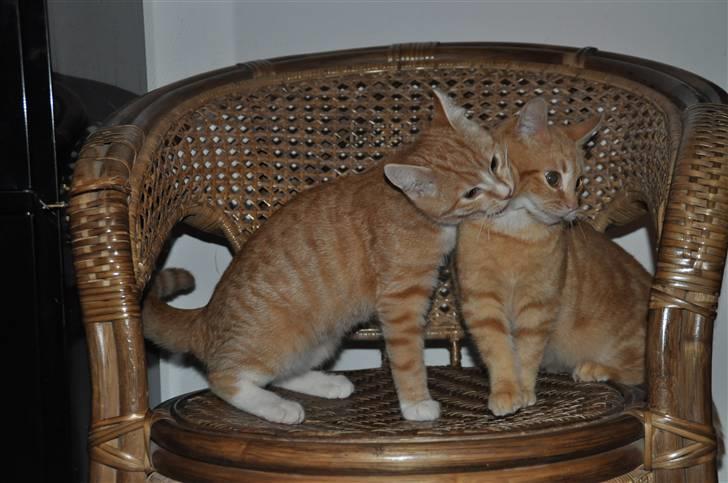 Huskat Taizan billede 11