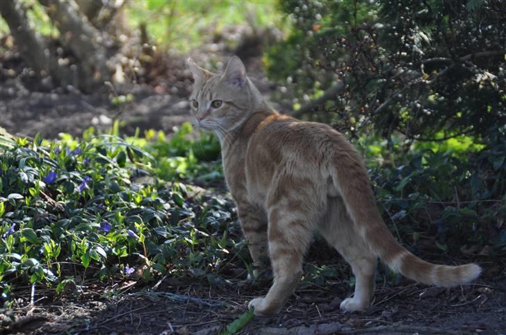 Huskat Garfield Junior billede 13