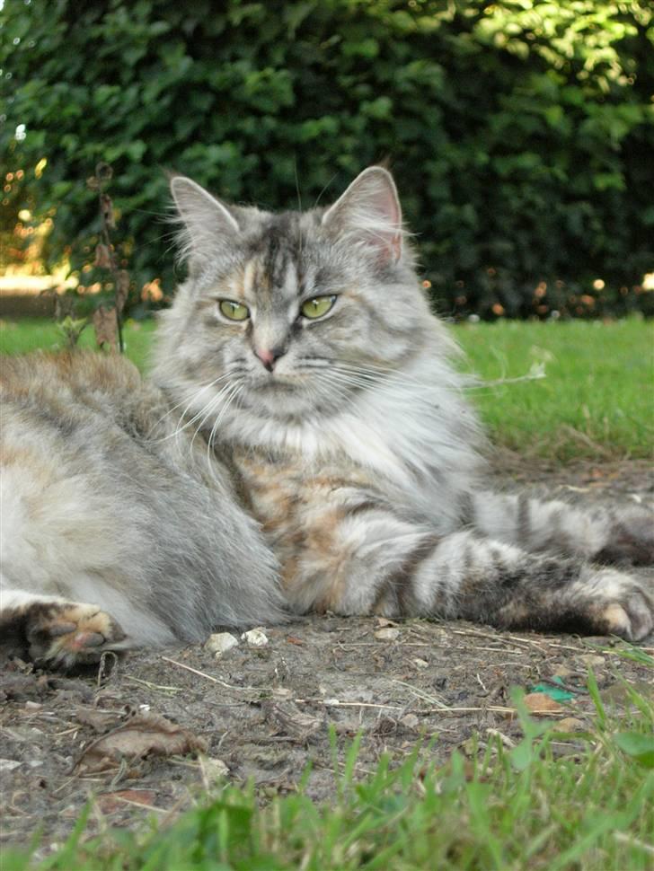 Norsk Skovkat Missya billede 1