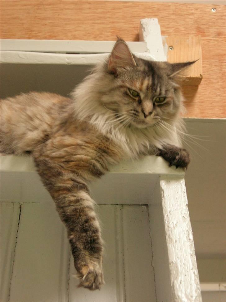 Norsk Skovkat Missya billede 2