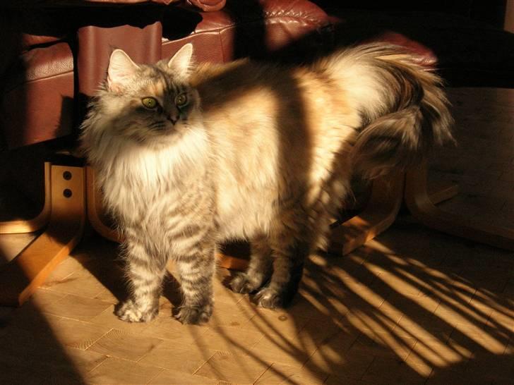 Norsk Skovkat Missya billede 3