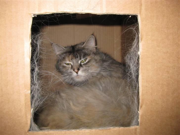 Norsk Skovkat Missya - Missya i hendes redekasse ved det første kuld killinger billede 4