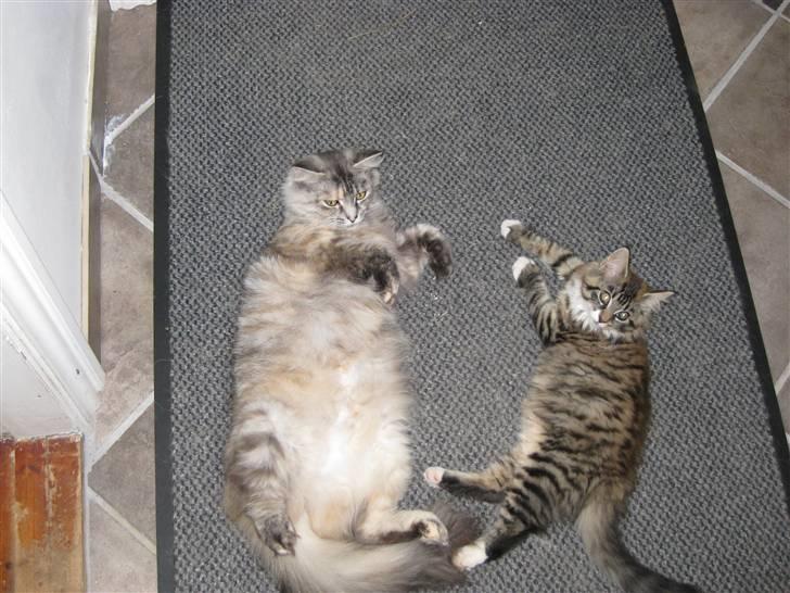 Norsk Skovkat Missya - Her er hun med en af hendes killinger billede 5