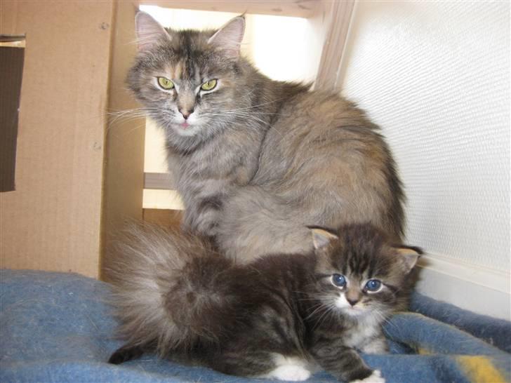 Norsk Skovkat Missya billede 6