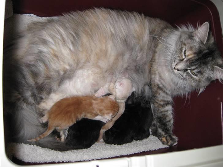 Norsk Skovkat Missya - her med det seneste kuld killinger fra den 18-8-09 5 stk dejlige uldtotte billede 7